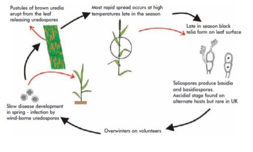 Describe the Life Cycle of Wheat Rust